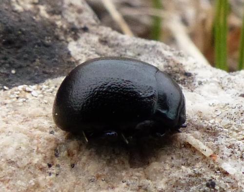 Chrysolina femoralis
